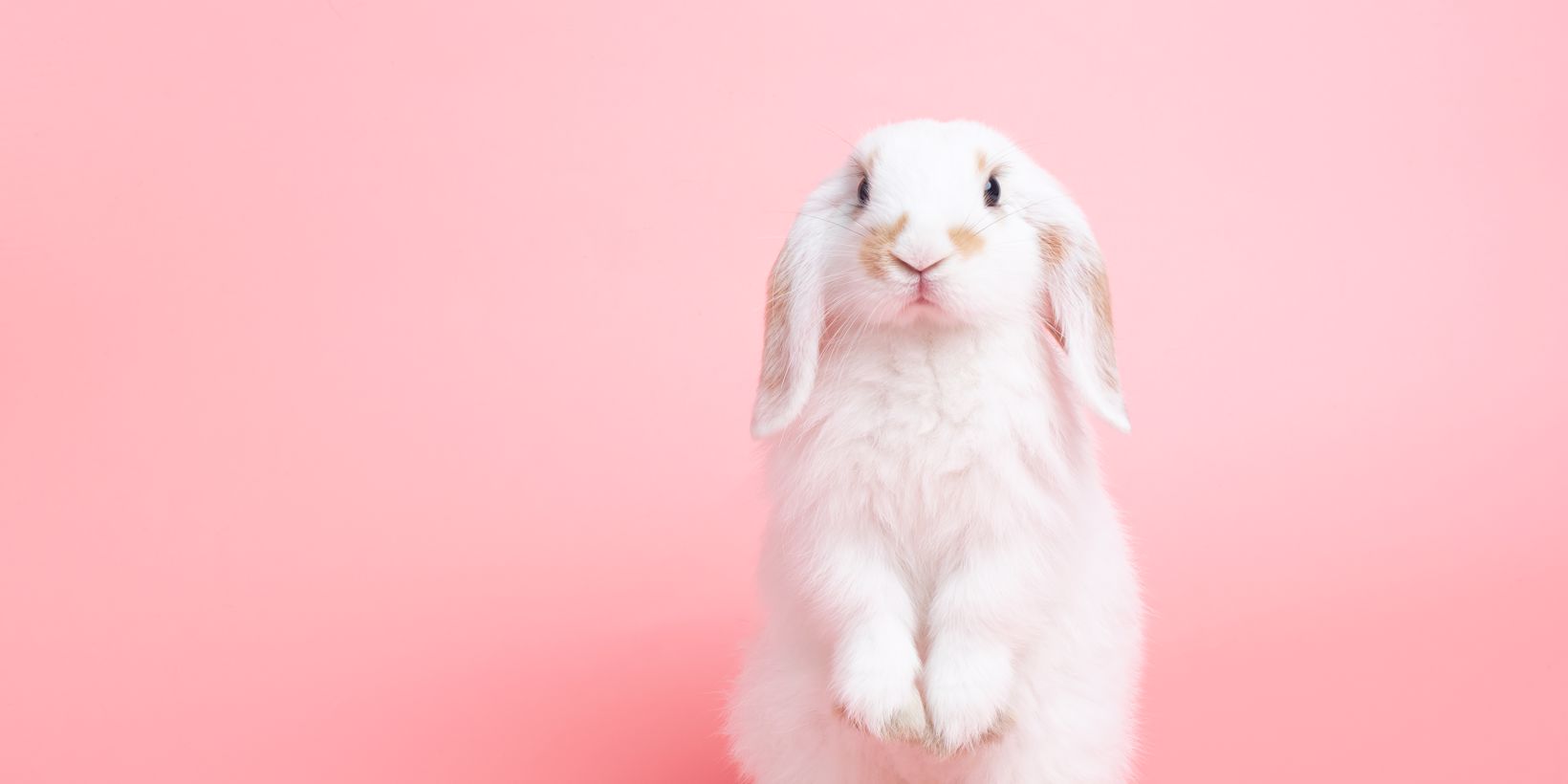 Why cruelty-free and vegan hair dye?